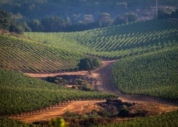 Eight ways wine will change in 2021 | News