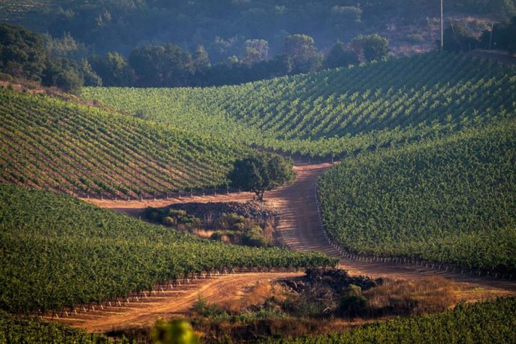 Eight ways wine will change in 2021 | News