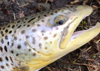 What you need to know about DEC’s proposed statewide catch-and-release trout fishing season