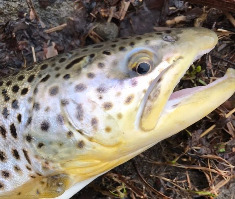 What you need to know about DEC’s proposed statewide catch-and-release trout fishing season