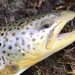 What you need to know about DEC’s proposed statewide catch-and-release trout fishing season