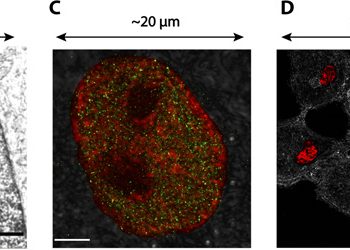Nanoscale chromatin imaging and analysis platform bridges 4D chromatin organization with molecular function