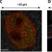 Nanoscale chromatin imaging and analysis platform bridges 4D chromatin organization with molecular function