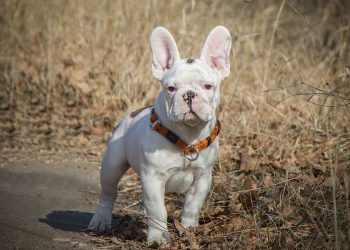 Puppy scams soar amid pandemic; official issues warning