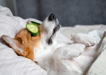 Check out these tips to making healthy resolutions for your pet – QNS.com