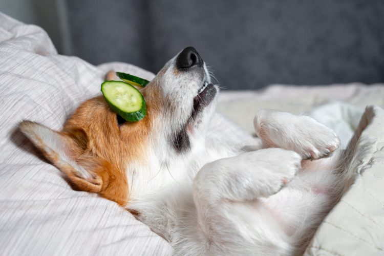Check out these tips to making healthy resolutions for your pet – QNS.com