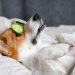 Check out these tips to making healthy resolutions for your pet – QNS.com