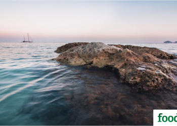 S2G creates new US$100 Million S2G Oceans Fund – Food Tank