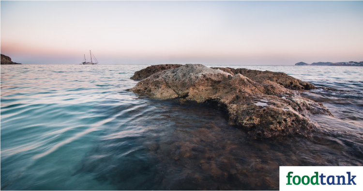 S2G creates new US$100 Million S2G Oceans Fund – Food Tank