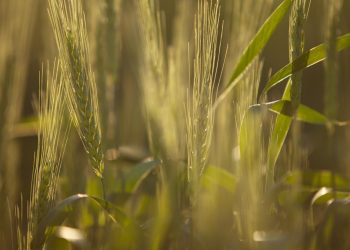Scientists worry about reduced funding for plant breeding