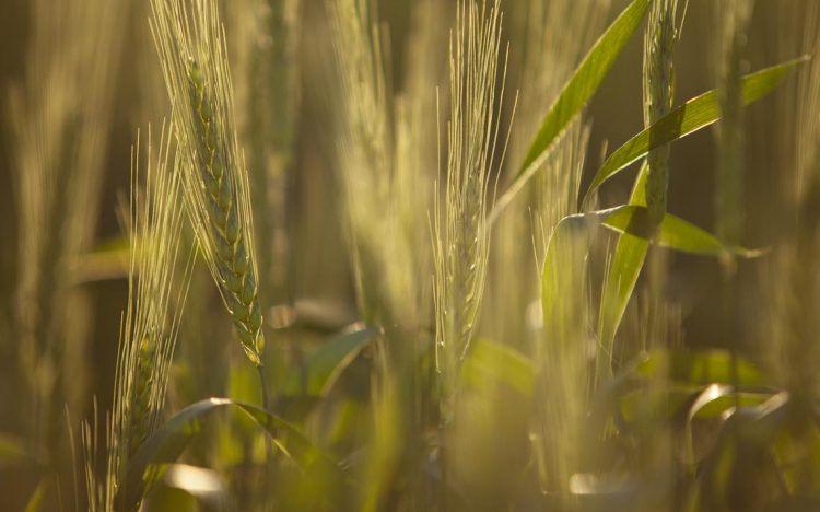 Scientists worry about reduced funding for plant breeding