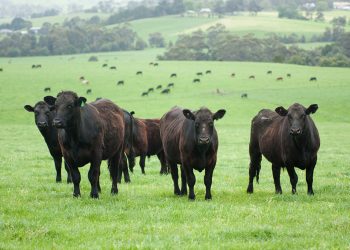 EU premiums in weaners- fact or fiction?
