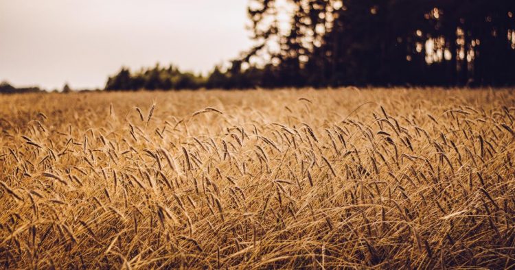 Tesla Motors, Inc. (NASDAQ:TSLA) – Thursday’s Market Minute: Big Gains For Grains