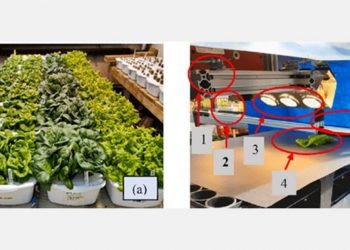 Study on rapid detection of nutrient content of hydroponically grown lettuce cultivars