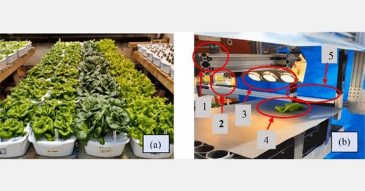 Study on rapid detection of nutrient content of hydroponically grown lettuce cultivars