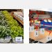 Study on rapid detection of nutrient content of hydroponically grown lettuce cultivars