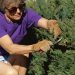 Could Working Outside Help Prevent Breast Cancer? – Consumer Health News