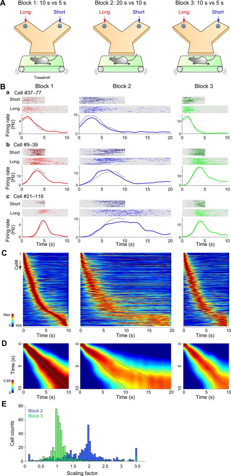 Scalable representation of time in the hippocampus