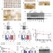 Mechanisms of stearoyl CoA desaturase inhibitor sensitivity and acquired resistance in cancer