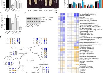 The one-carbon pool controls mitochondrial energy metabolism via complex I and iron-sulfur clusters