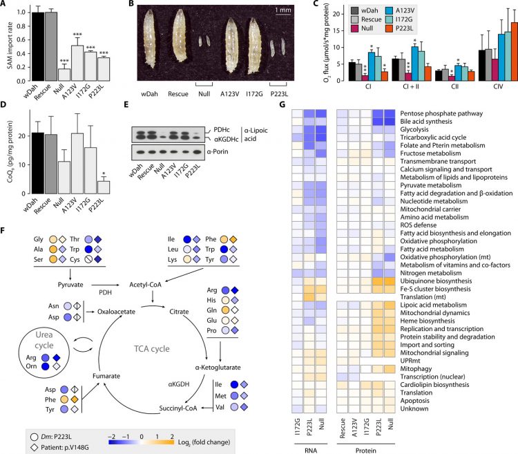 The one-carbon pool controls mitochondrial energy metabolism via complex I and iron-sulfur clusters