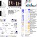 The one-carbon pool controls mitochondrial energy metabolism via complex I and iron-sulfur clusters