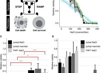 Kinetics of osmotic stress regulate a cell fate switch of cell survival