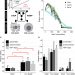 Kinetics of osmotic stress regulate a cell fate switch of cell survival