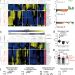 Increased apolipoprotein-B:A1 ratio predicts cardiometabolic risk in patients with juvenile onset SLE