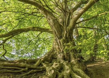 Strategic Equity Capital – Back to its roots