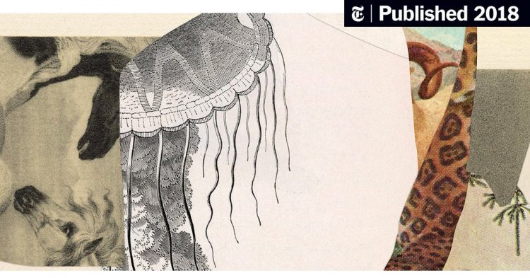 Wild Animals Gallop, Swim and Scamper Their Way Through These Books