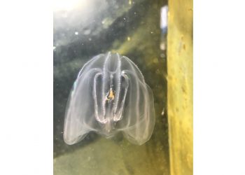 Combing through science with comb jellies, at Whitney Laboratory