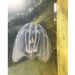 Combing through science with comb jellies, at Whitney Laboratory
