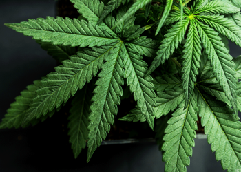 Viridian Capital Launches Cannabis Research Coverage