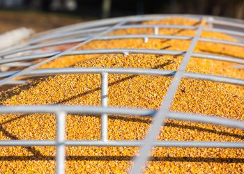 Corn finds new home as ‘green’ feed