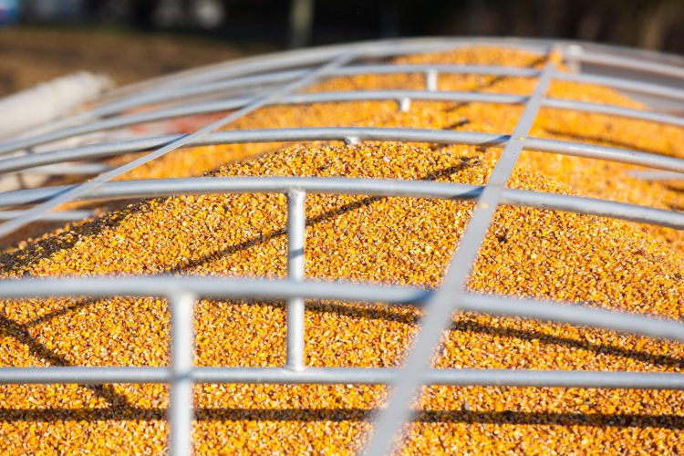 Corn finds new home as ‘green’ feed