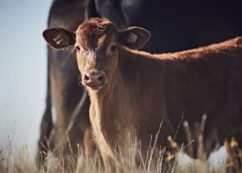 Proper vaccine administration can help boost consumer confidence in beef – AgriNews