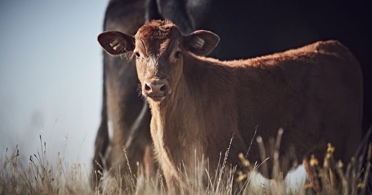 Proper vaccine administration can help boost consumer confidence in beef – AgriNews