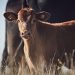 Proper vaccine administration can help boost consumer confidence in beef – AgriNews