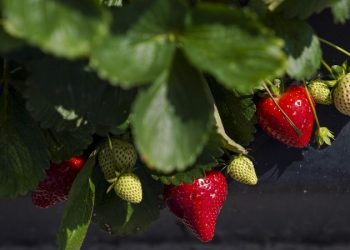 Florida strawberries need to stay cool or they’ll turn mushy, research shows