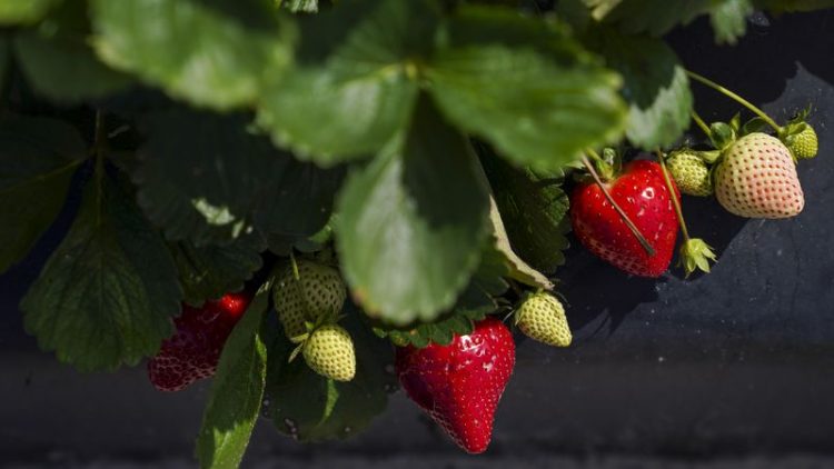 Florida strawberries need to stay cool or they’ll turn mushy, research shows