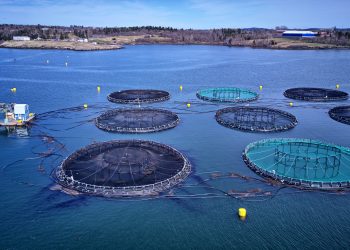Aquaculture becomes a net-positive | Greenbiz