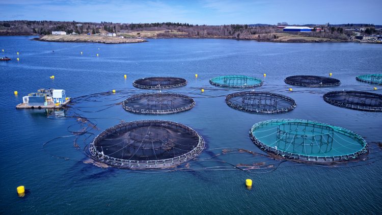 Aquaculture becomes a net-positive | Greenbiz