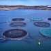 Aquaculture becomes a net-positive | Greenbiz