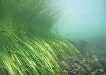 Chris Gobler’s LI Sound Research Receives Federal Funding |