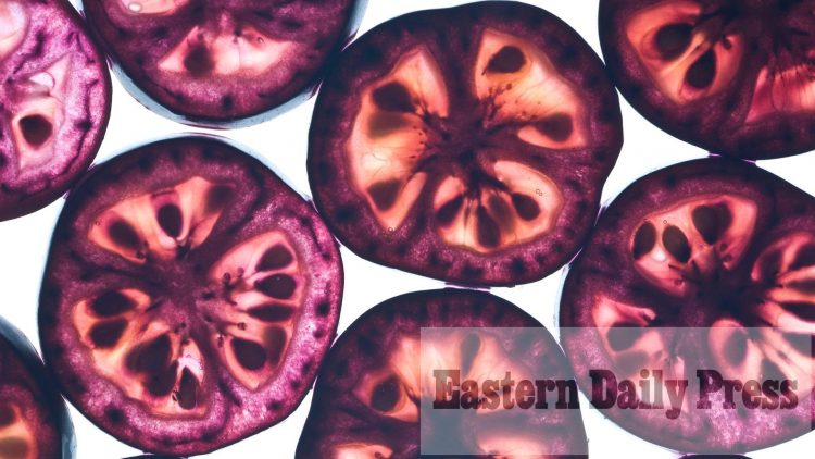 Education takes centre stage at Norwich Research Park