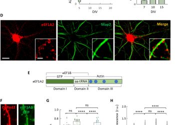 The elongation factor eEF1A2 controls translation and actin dynamics in dendritic spines