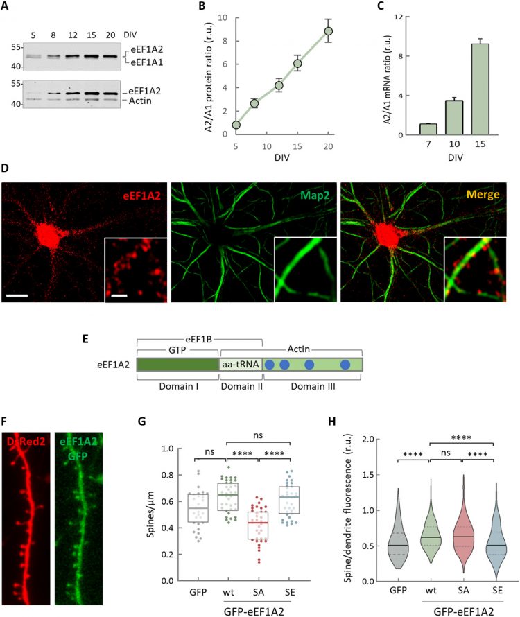 The elongation factor eEF1A2 controls translation and actin dynamics in dendritic spines