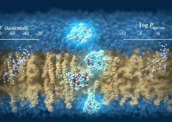 TSUBAME supercomputer predicts cell-membrane permeability of cyclic peptides
