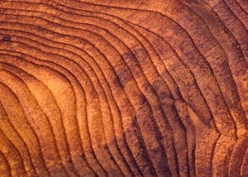 How Wood Products Could Lower the Cost of Forest Management